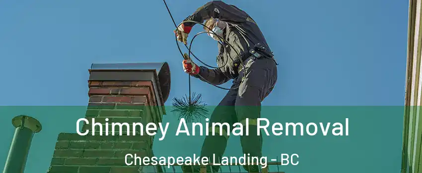  Chimney Animal Removal Chesapeake Landing - BC