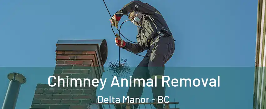  Chimney Animal Removal Delta Manor - BC