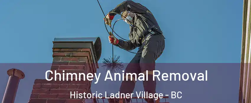  Chimney Animal Removal Historic Ladner Village - BC