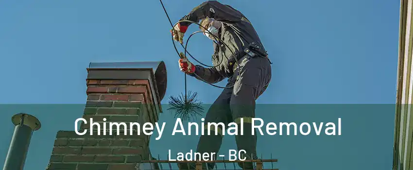  Chimney Animal Removal Ladner - BC