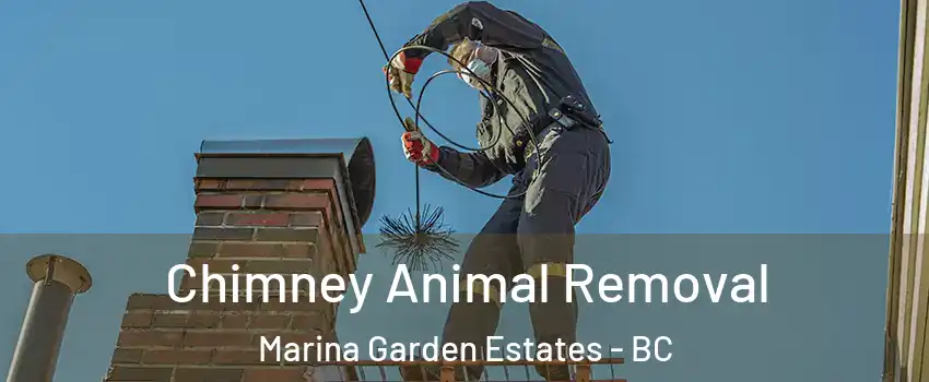  Chimney Animal Removal Marina Garden Estates - BC