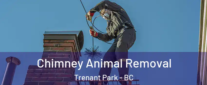  Chimney Animal Removal Trenant Park - BC