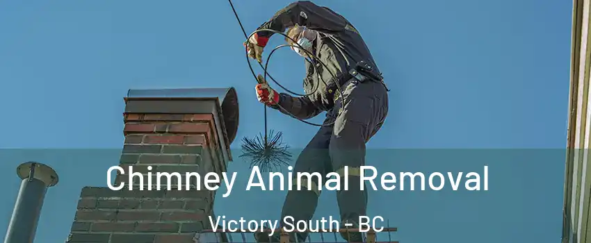  Chimney Animal Removal Victory South - BC